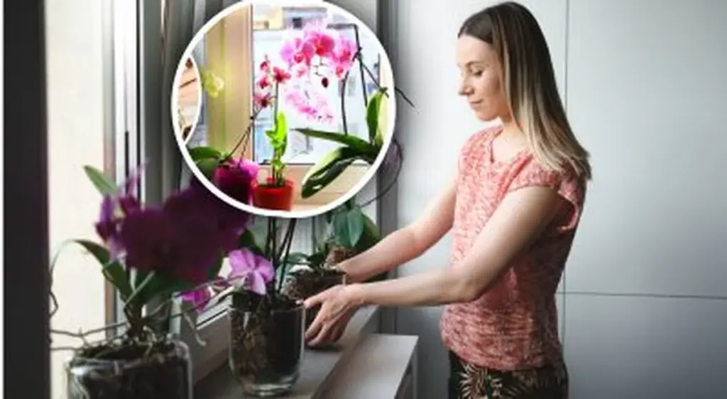 3 Razones por las que tu Orquídea No Florece (y Cómo Solucionarlo)