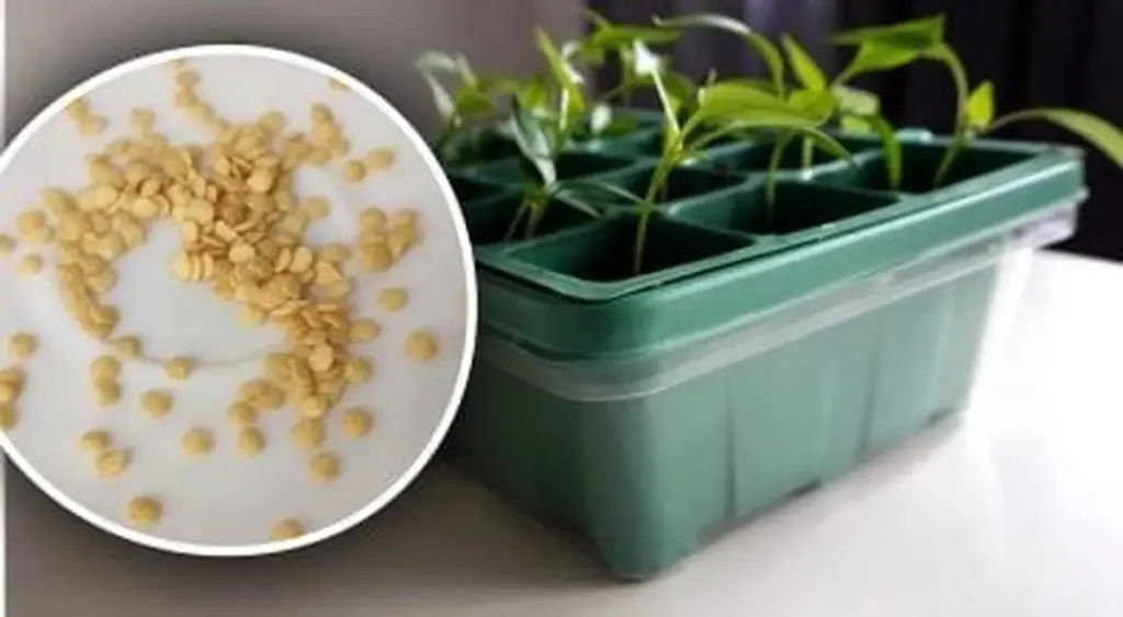 Acelera la Germinación: El Truco de los Gurús para Brotes Fuertes en Días