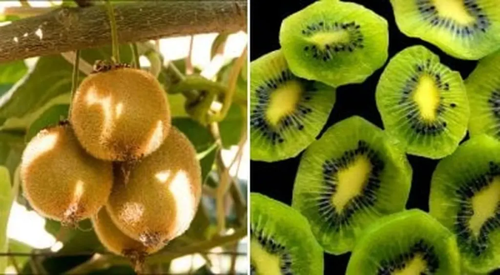 Cultiva kiwis en tu ventana: las variedades secretas y trucos para una cosecha casera que te sorprenderá