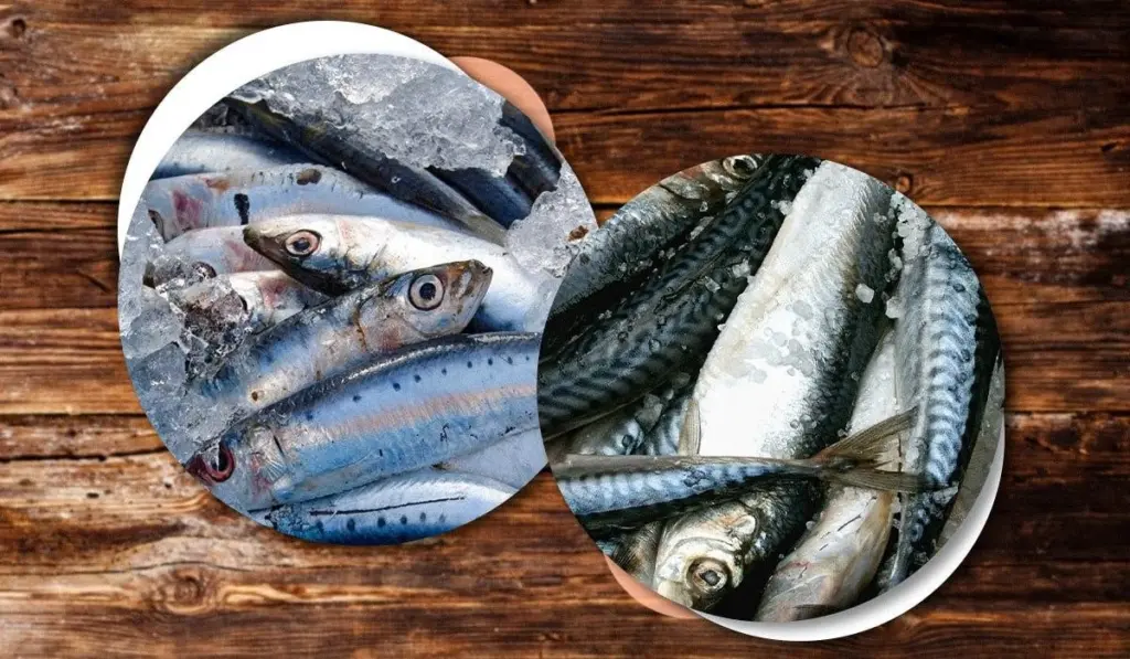 De Islandia a tu plato: el secreto de la calidad de la caballa y el arenque