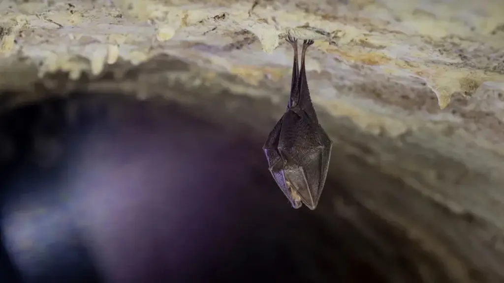 El virus Nipah resurge: Todo lo que necesitas saber para protegerte de esta amenaza letal