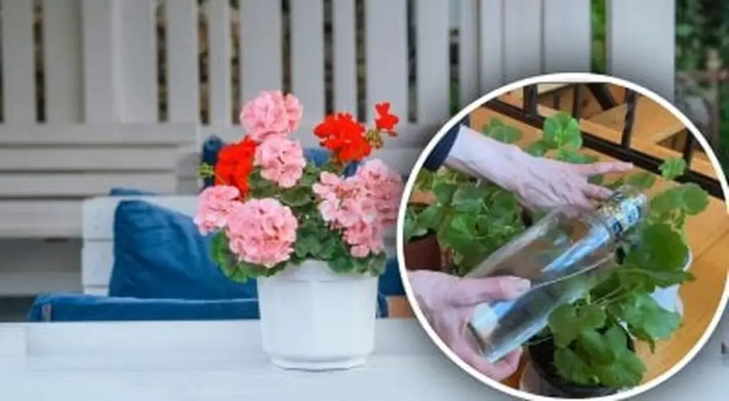 Geranios que no florecen: el truco casero para despertarlos en invierno