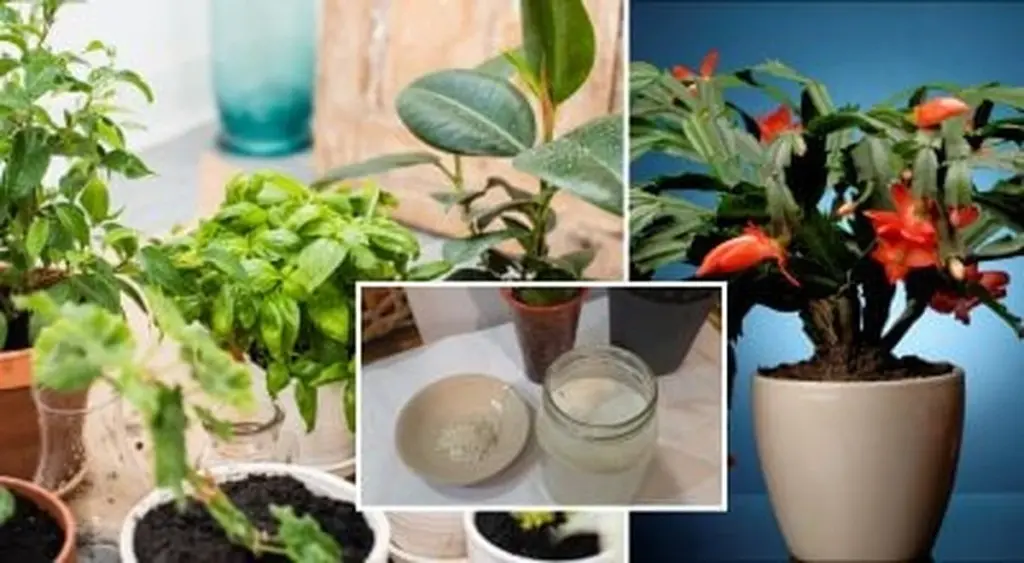 La increíble receta casera para flores vibrantes en 24 horas: solo dos ingredientes