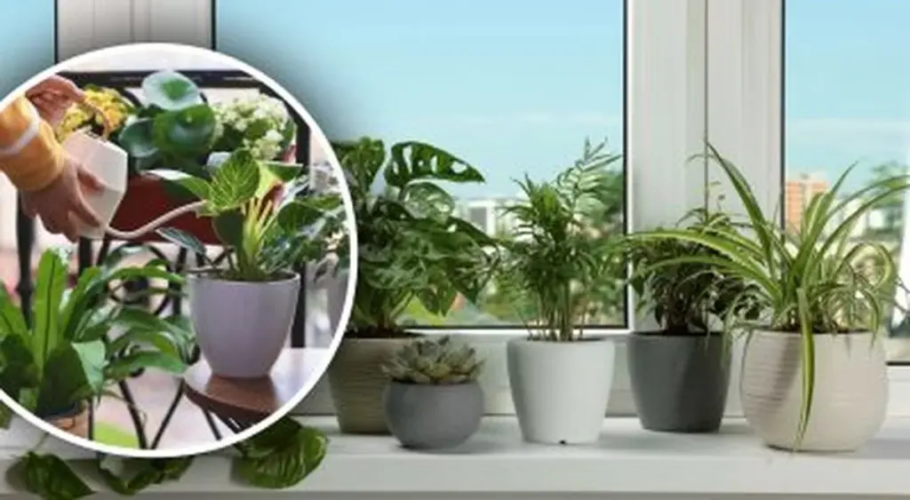 Las hojas amarillas no son por la edad: el agua que daña tus plantas de interior lentamente