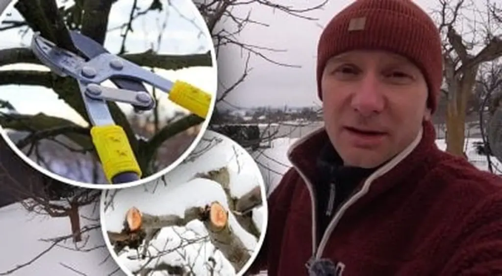 Poda de árboles frutales en invierno: la clave para cosechas abundantes