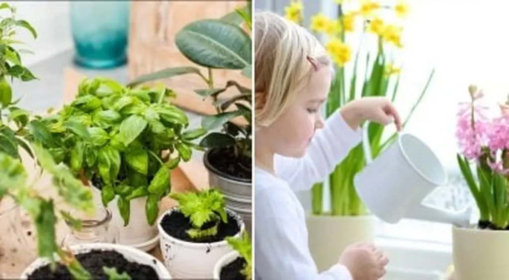 Resucita tus plantas: el error que las mata y cómo salvarlas paso a paso