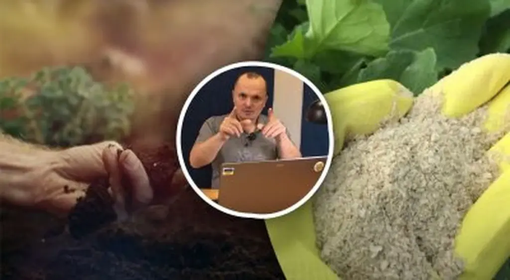 Tres fertilizantes clave para una cosecha abundante: la guía experta