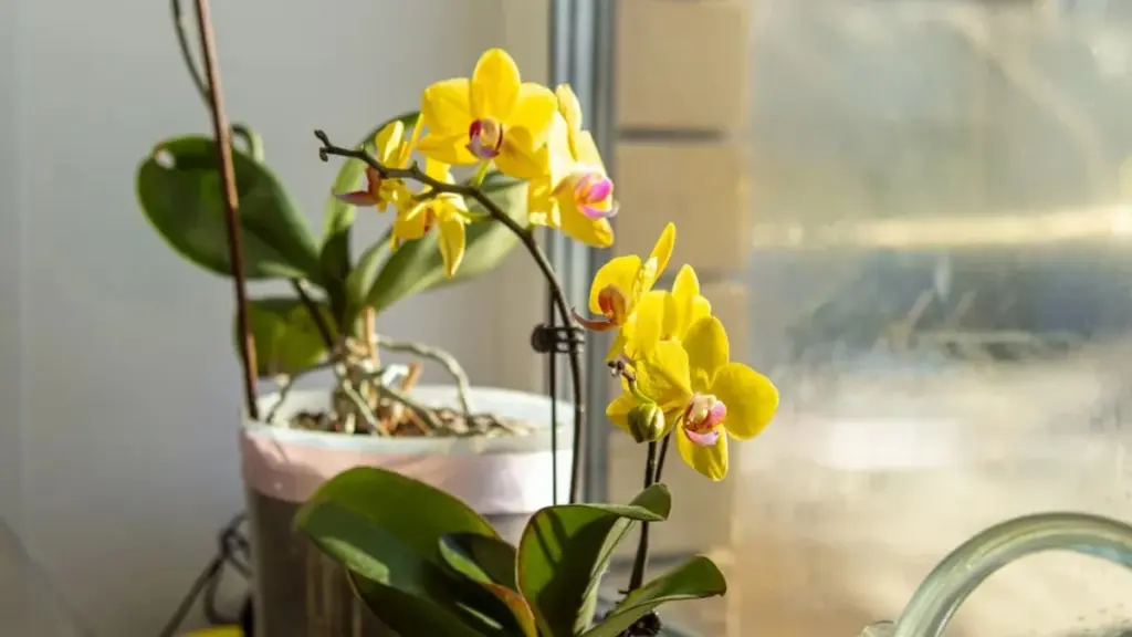 Tu orquídea dejó de dar flores: así la revivirás en 3 pasos