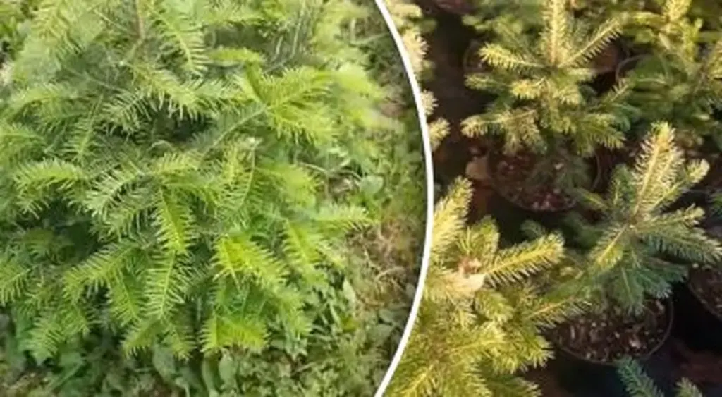 Un truco de jardinería te permite tener un majestuoso abeto en tu jardín sin gastar un céntimo