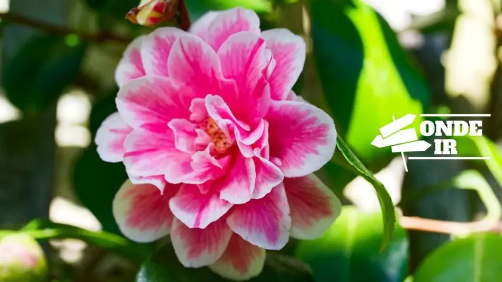 Camélias, chocolate y vino: 12 planes irresistibles para tu fin de semana perfecto