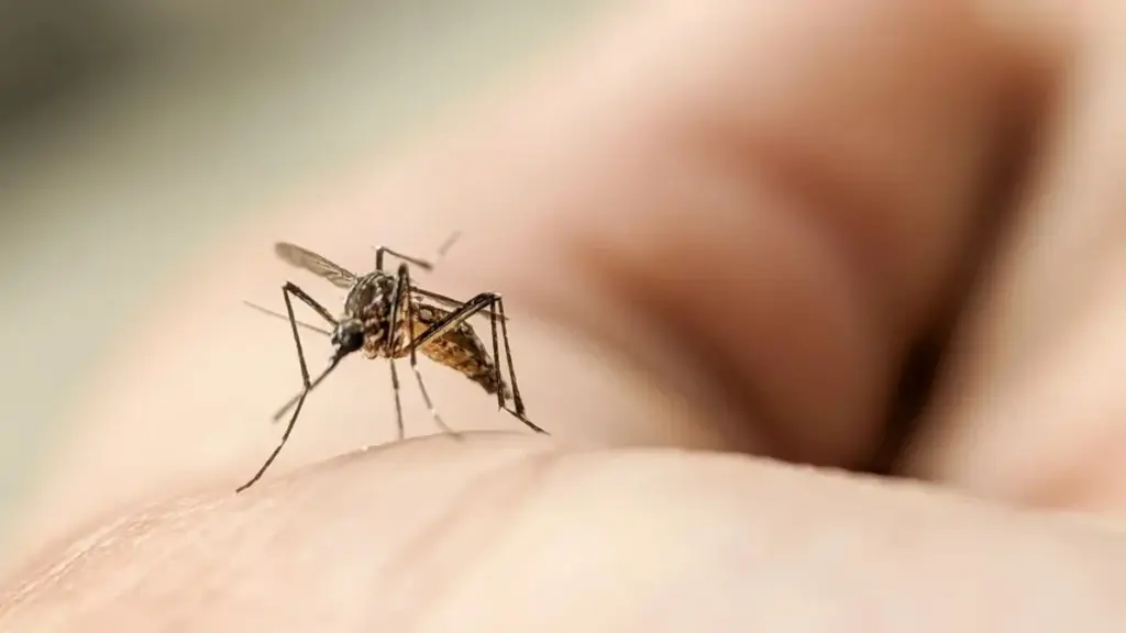 El Chikungunya golpea Europa: Portugal en Zona de Alto Riesgo por Temperaturas Inesperadas