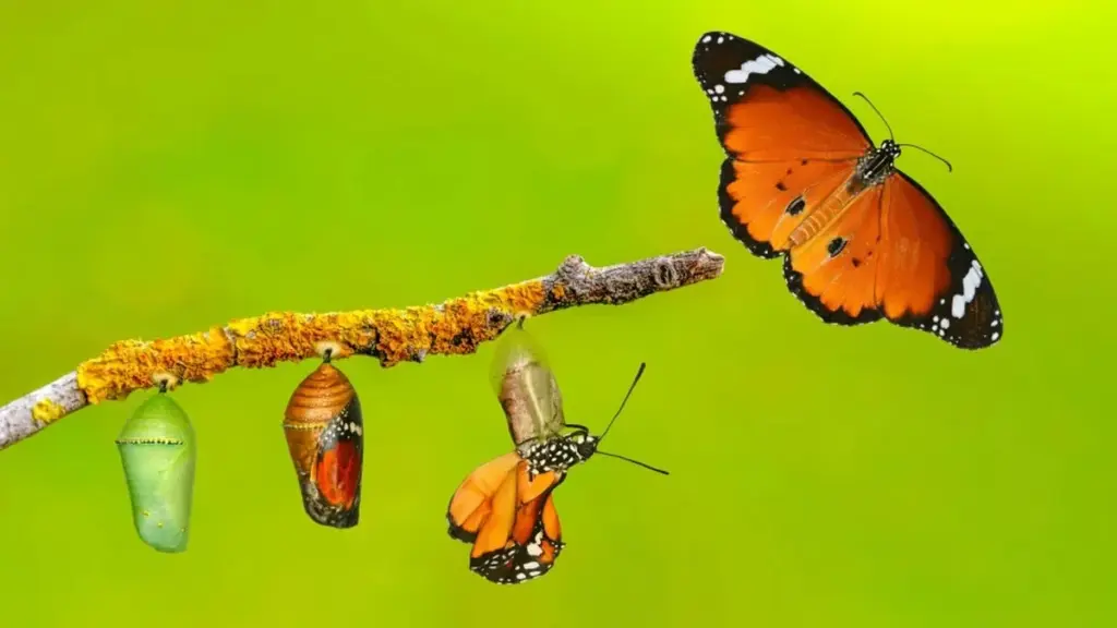 El destino zodiacal: 4 signos que verán su vida transformada antes de que acabe el mes