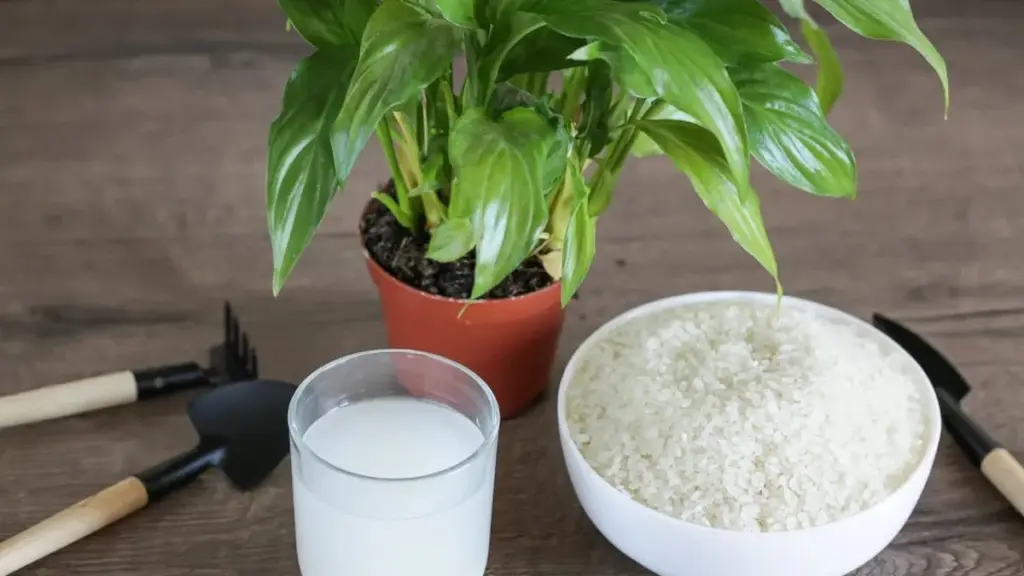 El truco del agua de arroz que tus plantas amarán (o odiarán)