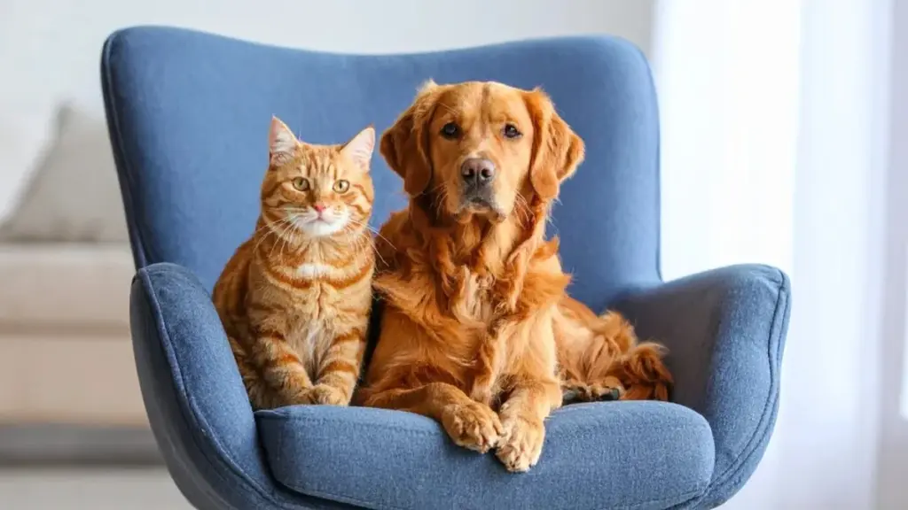 ¿Es seguro besar a tu perro o gato? Expertos revelan los riesgos ocultos