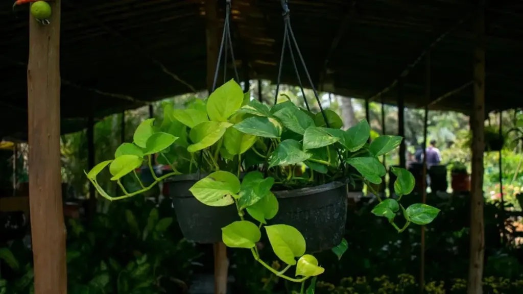 Esta planta súper potente limpia tu aire 30 veces mejor que las comunes