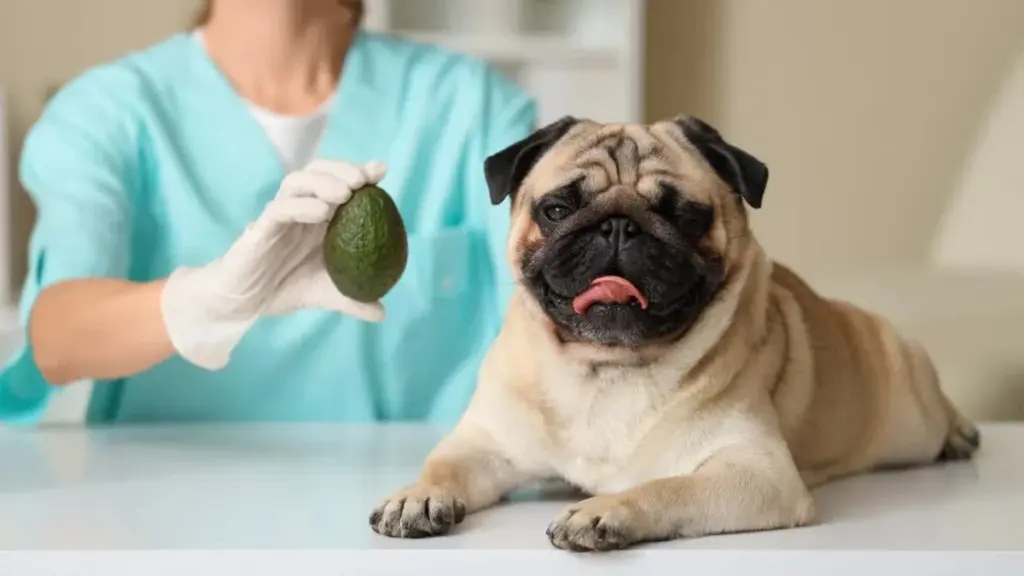Ocho alimentos "saludables" que tu mascota nunca debe comer