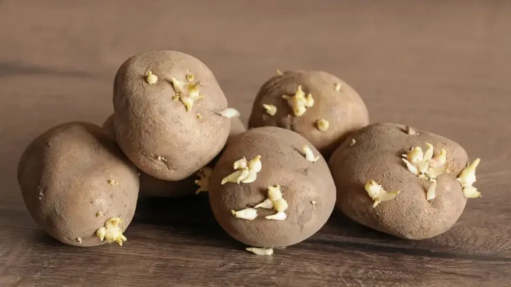 ¿Patatas germinadas? Lo que la nutricionista dice sobre comerlas (Y cuándo tirarlas)