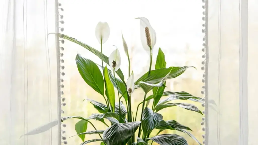 ¿Por qué tu lirio de la paz se pone marrón? El secreto está en el grifo