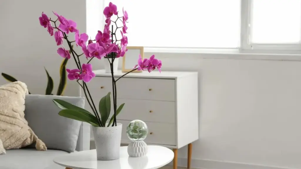 Rescata tus orquídeas: 8 trucos esenciales para revivirlas cuando crees que están perdidas