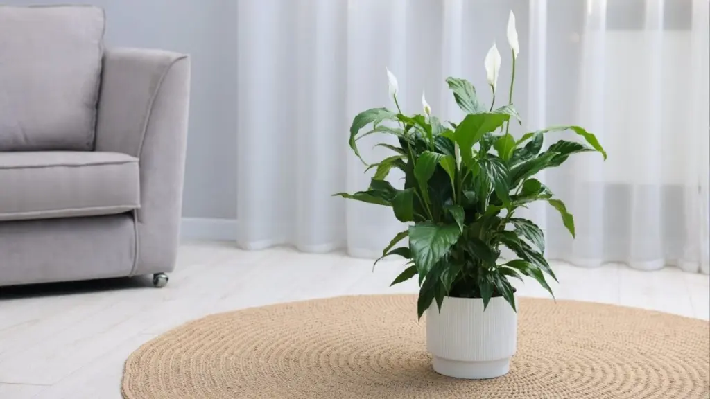 Resucita tu lirio de paz marchito en 2 horas con este truco de cocina