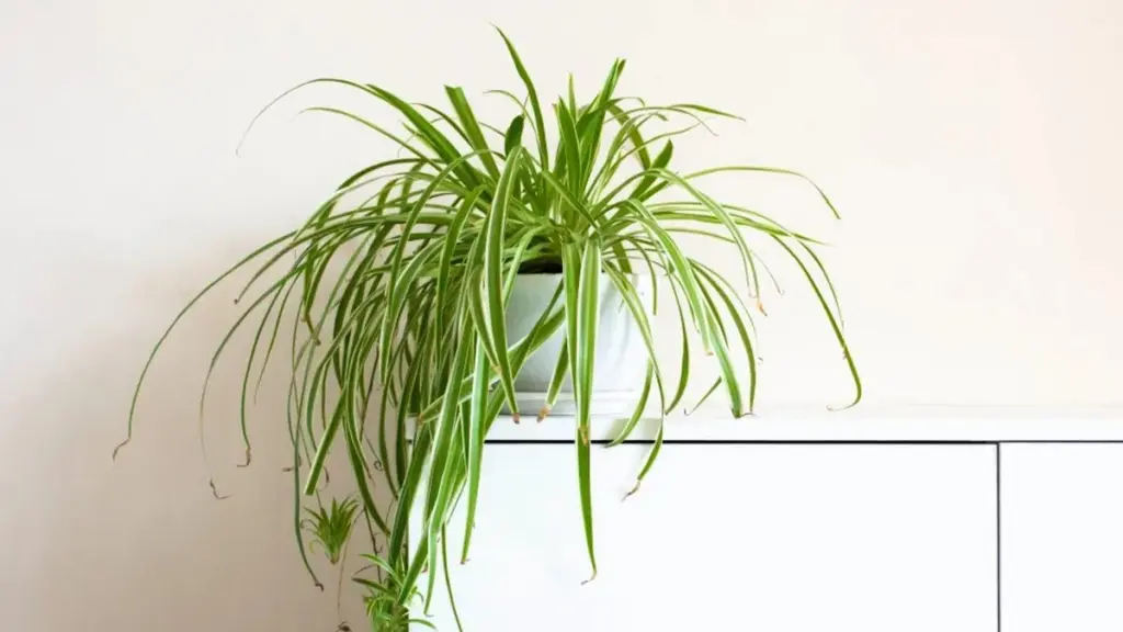 Salva Tu Planta Araña: El Truco Secreto Para Revivirla (¡Adiós Hojas Marrones!)