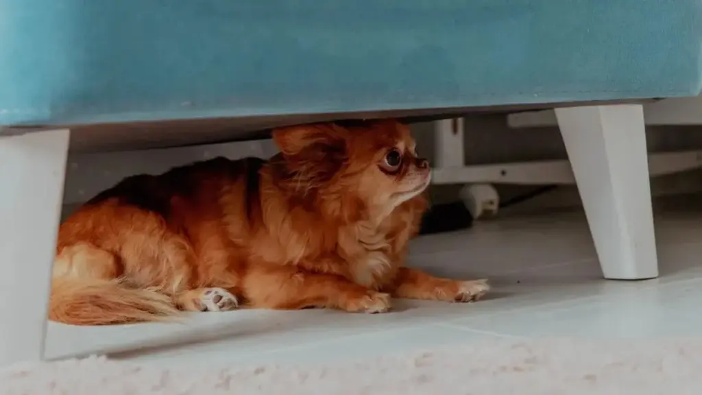 Terremotos: Cómo afectan a tus mascotas y 5 maneras de calmarlas