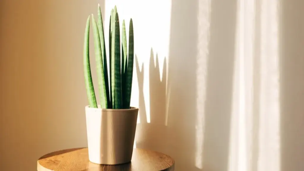 12 plantas de interior que transforman tu hogar minimalista