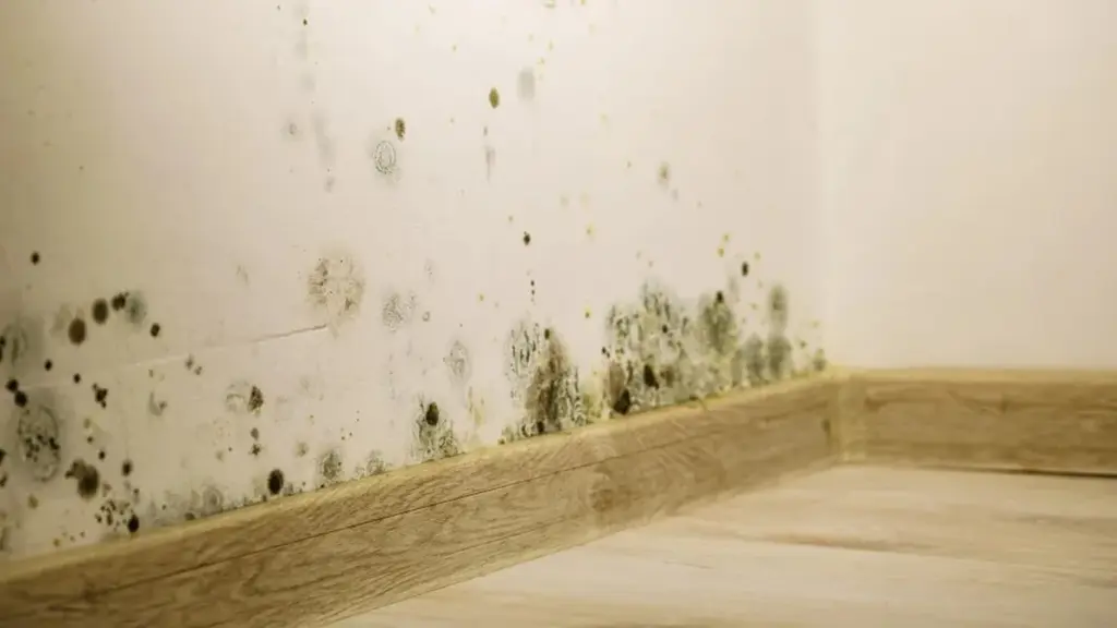 6 olores que empeoran la humedad en tu casa (y alternativas seguras)