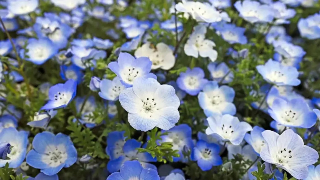 7 flores que puedes plantar en marzo para llenar tu casa de color hasta el verano