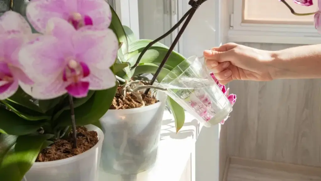 El secreto para orquídeas florecientes: Cómo trasplantarlas sin matarlas