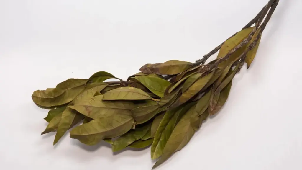 El truco de las hojas de laurel que espanta cucarachas: un secreto casero