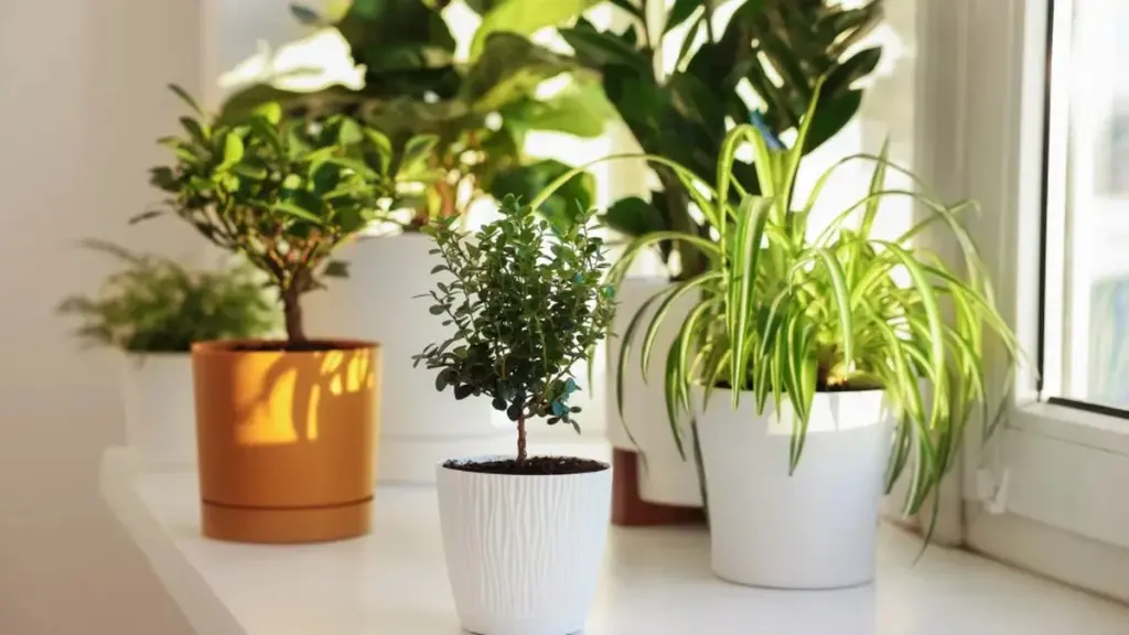 La luz roja: el secreto de jardineros para plantas vibrantes en invierno