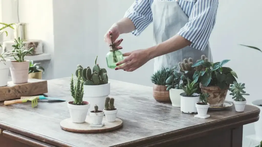 Mi cactus se muere y no sé por qué: la frecuencia REAL de riego que pocos conocen