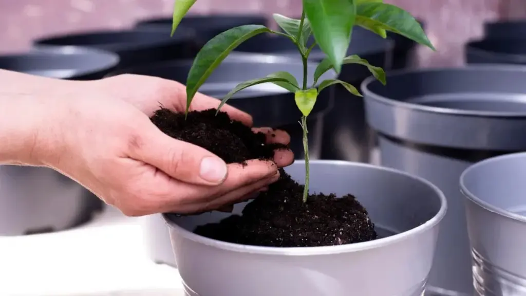 ¿Tus plantas odian el café? La verdad sobre los posos de café en tu jardín