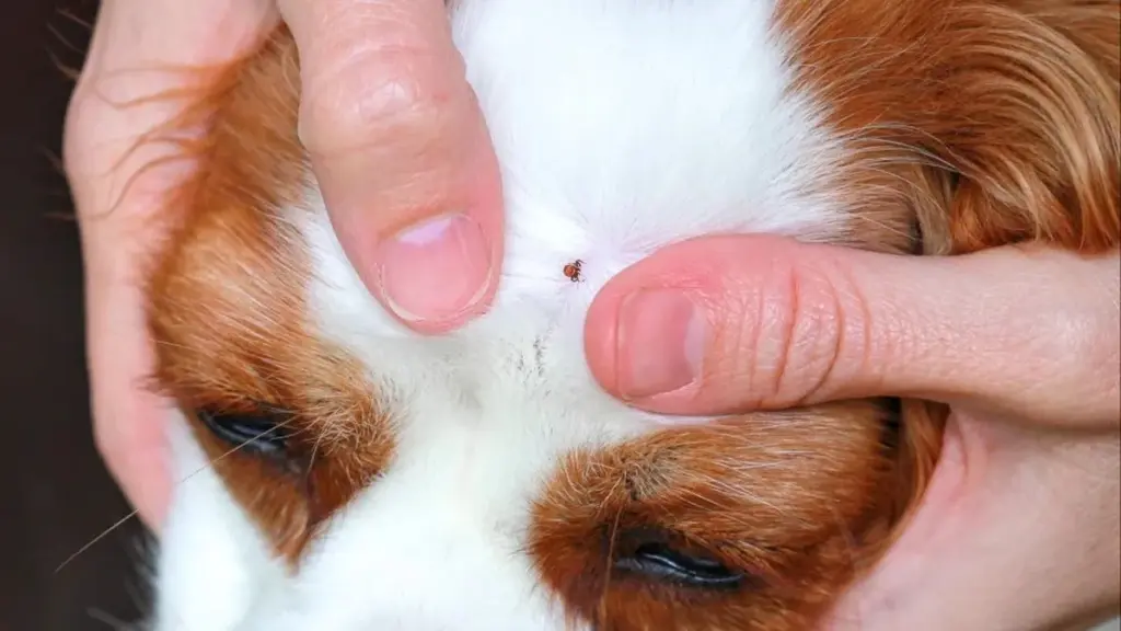 Vinagre blanco y sal: los secretos caseros para eliminar pulgas de tu mascota que los expertos revelan