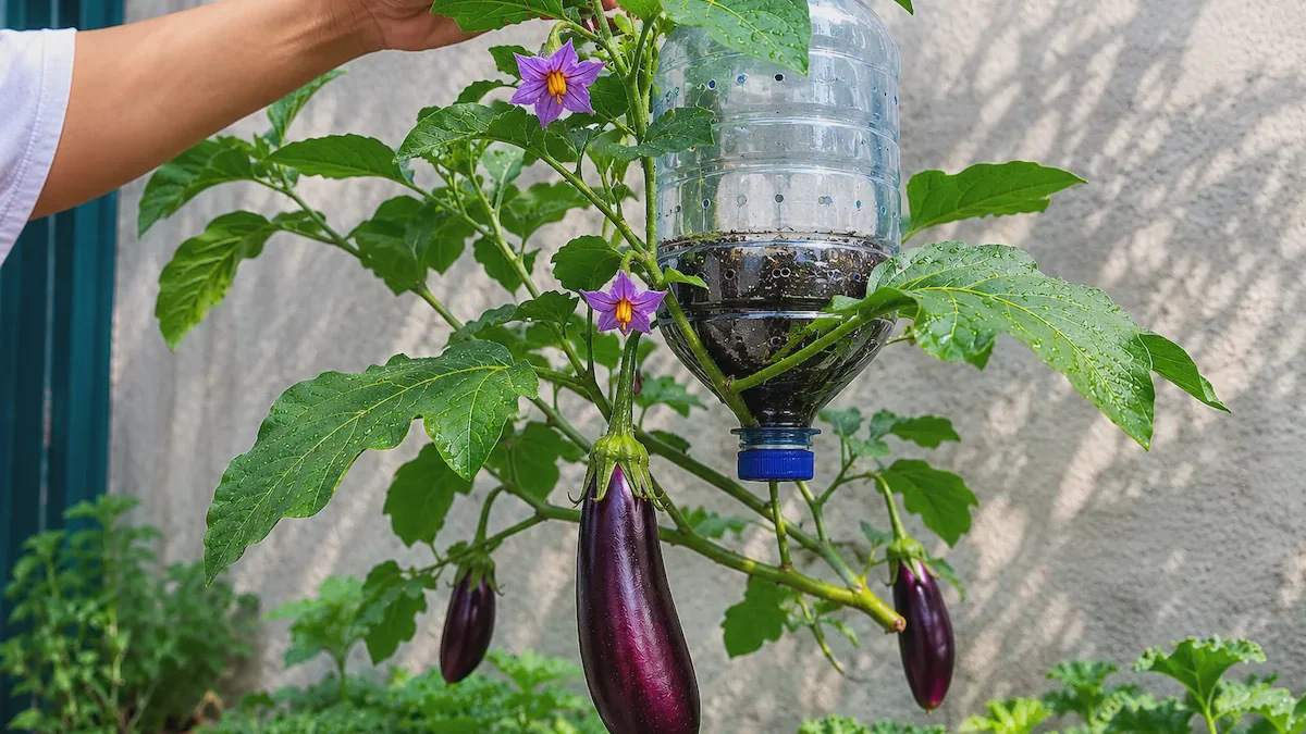 ¿Cultivar berenjenas boca abajo? Así funciona en botellas de plástico grandes