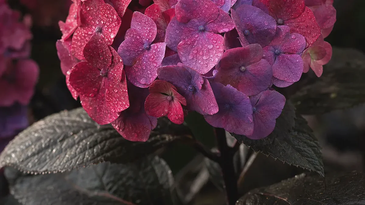 Black Diamonds: La hortensia casi negra que es la estrella secreta del jardín en verano